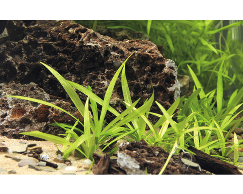 Aquarium avec pierres et sagitaire gazon d''eau