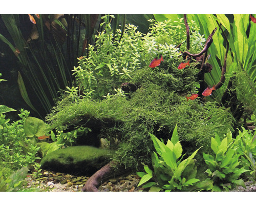 Aquarium avec plantes et petits poissons