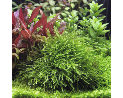 Plante d''aquarium avec de fines feuilles vertes