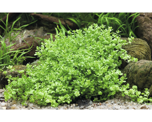 Plante d''aquarium avec de petites feuilles dans l''aquarium