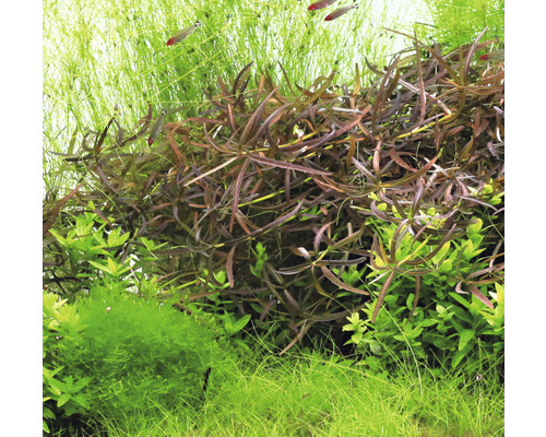 Plantes d''aquarium en détail