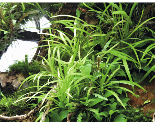 Aquarium mit verschiedenen Wasserpflanzen