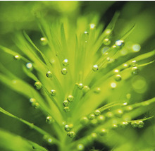 Gros plan d''une plante aquatique avec des bulles d''oxygène