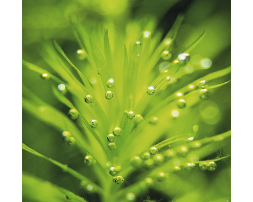 Gros plan d''une plante aquatique avec des bulles d''oxygène