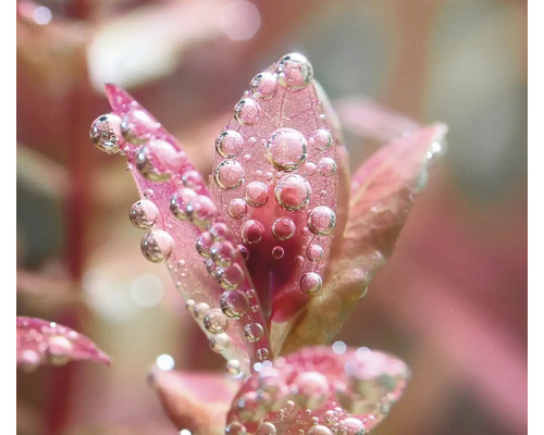 Plante d''aquarium avec des gouttes d''eau sur les feuilles