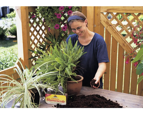 Femme plantant des fougères avec du terreau sur la table de jardin.
