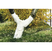 Baumstamm mit Anstrich zum Schutz vor Frost und Wildverbiss