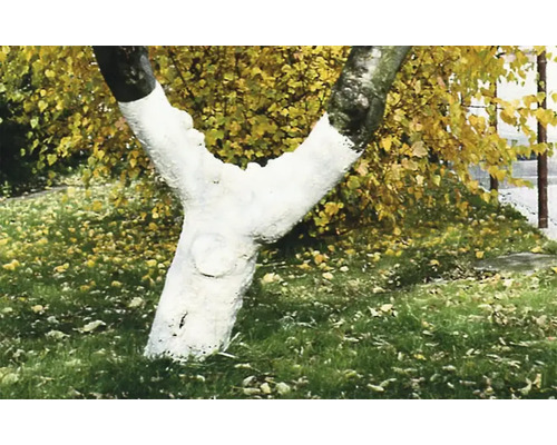 Baumstamm mit Anstrich zum Schutz vor Frost und Wildverbiss