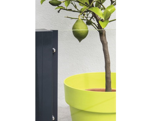 Zitronenbaum in einem Blumentopf