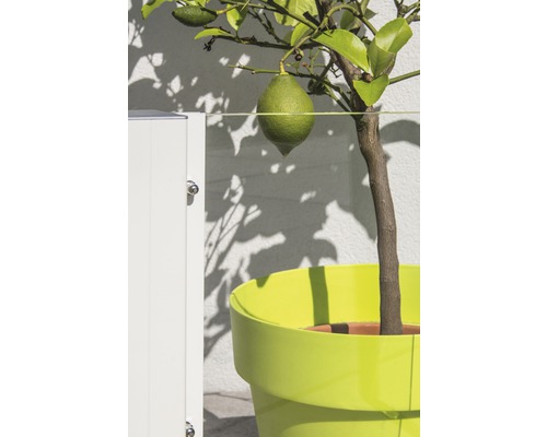 Zitronenbaum in einem Topf mit Zitrone