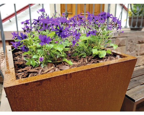 Jardinière en métal avec des plantations violettes