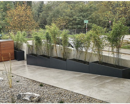 Reihe von Pflanzkästen mit Bambus auf einer Terrasse