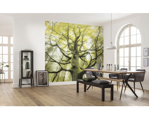 Salle à manger avec papier peint photo d''un arbre dans la forêt, table à manger avec chaises et banc, et vitrine.