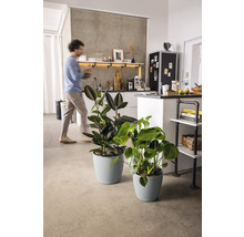 Deux plantes d''intérieur en pot dans un appartement lumineux.