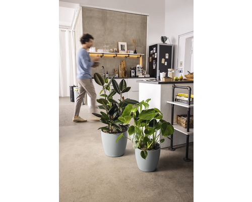 Deux plantes d''intérieur en pot dans un appartement lumineux.