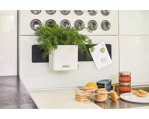 Cuisine avec pot d''herbes aromatiques, bloc-notes, aliments et logo Lechuza