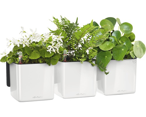 Trois pots de fleurs blancs avec différentes plantes et indicateurs d''arrosage