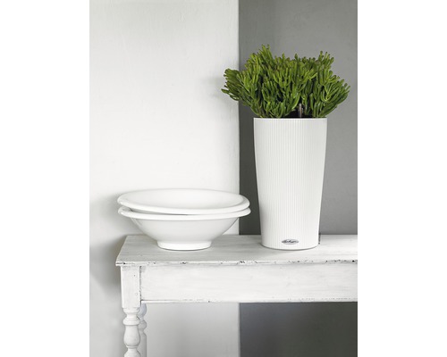 Dekorative Szene mit Pflanzgefäss, Pflanze und Schalen auf Tisch