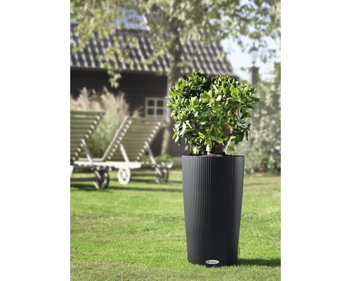 Plante dans une jardinière cylindrique rainurée dans le jardin