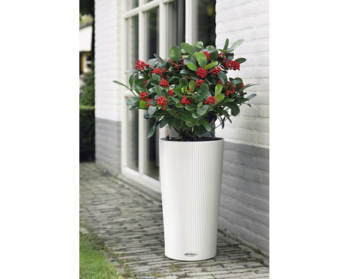 Pflanze mit roten Beeren in einem weißen Pflanzgefäß