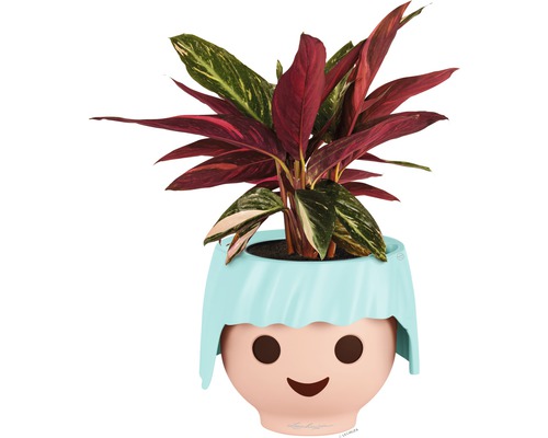Plante dans un pot de fleurs avec un visage