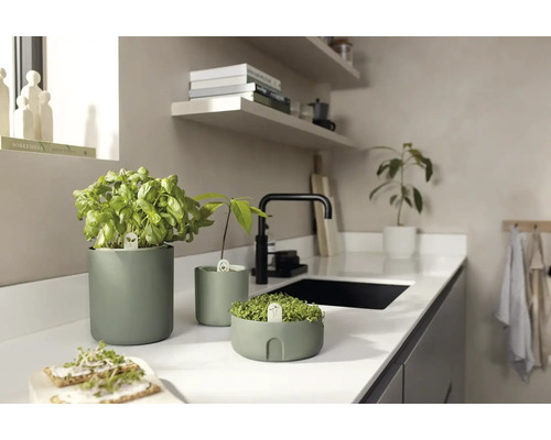 Pots d''herbes aromatiques avec basilic et germes dans une cuisine