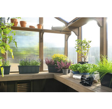 Serre avec plantes en pots et bacs sur étagères