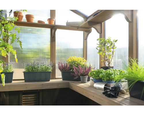 Serre avec plantes en pots et bacs sur étagères