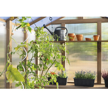 Serre avec plantes, arrosoir et pots de fleurs sur des étagères