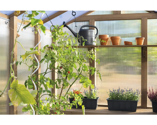 Serre avec plantes, arrosoir et pots de fleurs sur des étagères