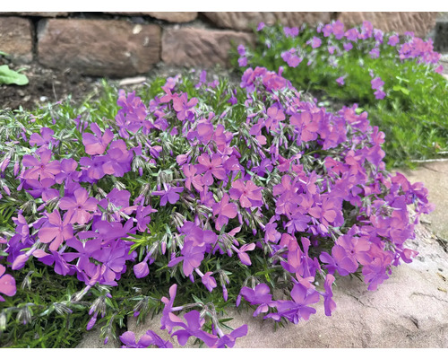 Phlox mousse en fleurs dans le jardin