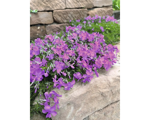 Plante de phlox mousse en fleurs dans le jardin