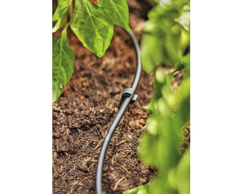 Tuyau d''irrigation avec piquet de terre dans un parterre de jardin pour l''irrigation des plantes