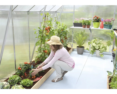 Femme dans une serre soignant des plants de tomates et de la laitue. À l''arrière-plan, des plantes se trouvent sur une étagère.