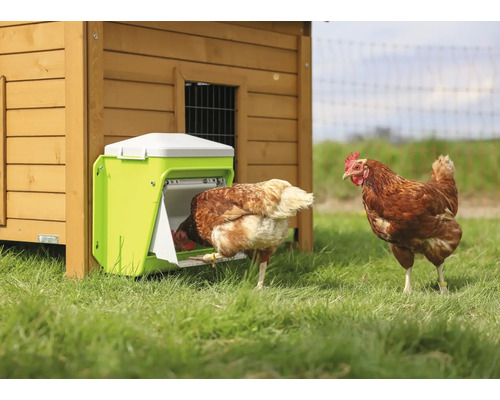 Hühner fressen aus einem Futterautomaten an einem Hühnerstall.