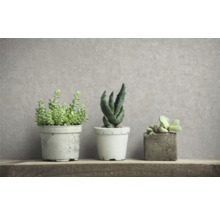 Trois plantes grasses en pot sur une étagère