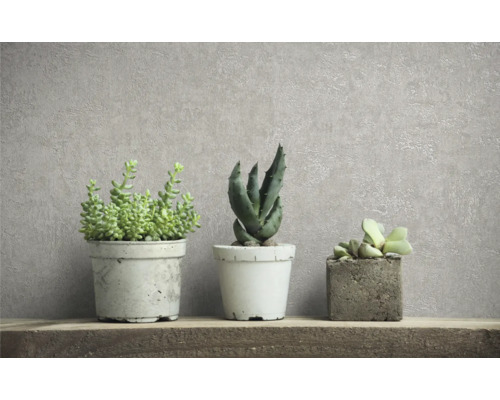 Trois plantes grasses en pot sur une étagère