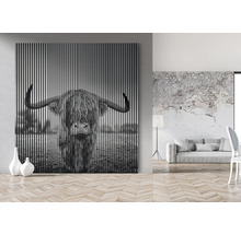 Dekoratives Wandbild mit schottischem Hochlandrind im Querformat