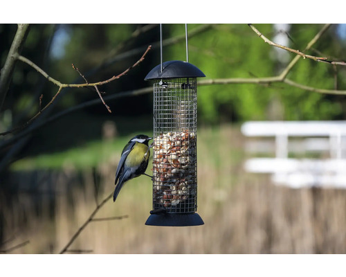 Oiseau sur distributeur de nourriture suspendu avec des graines pour oiseaux