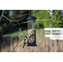 Oiseau sur un distributeur de nourriture pour oiseaux rempli de cacahuètes