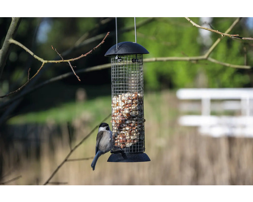 Oiseau sur un distributeur de nourriture pour oiseaux rempli de cacahuètes
