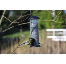 Oiseau à la mangeoire avec des graines