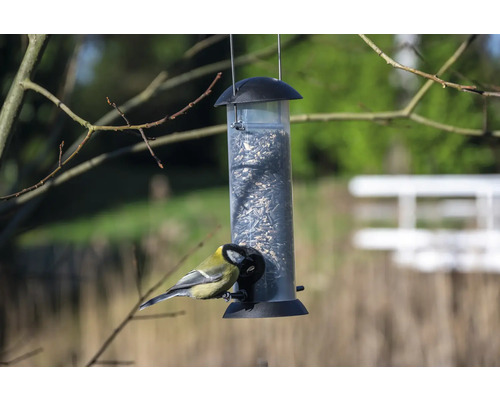 Oiseau à la mangeoire avec des graines