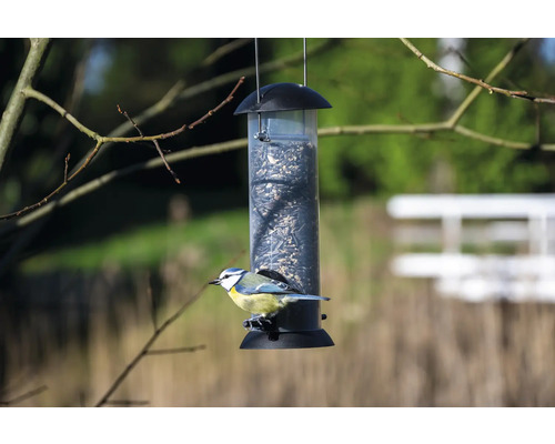 Mésange bleue sur une mangeoire suspendue avec des graines