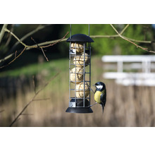 Mangeoire à oiseaux avec boules de graisse et mésange charbonnière