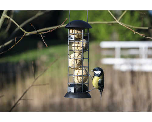 Mangeoire à oiseaux avec boules de graisse et mésange charbonnière