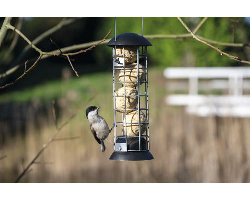 Support de boules de graisse avec une mésange charbonnière en train de manger