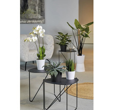 Scène d''intérieur avec plantes d''intérieur en pot sur des tables d''appoint noires
