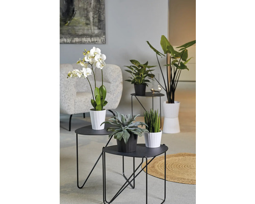 Décoration de salon avec table et plantes en pot