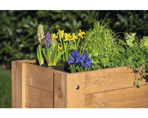 Jardinière en bois plantée de jonquilles, de jacinthes et d''herbes aromatiques.